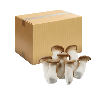 국내산 새송이버섯 상품 2kg/box
