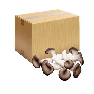 국내산 느타리버섯 상품 2kg/box